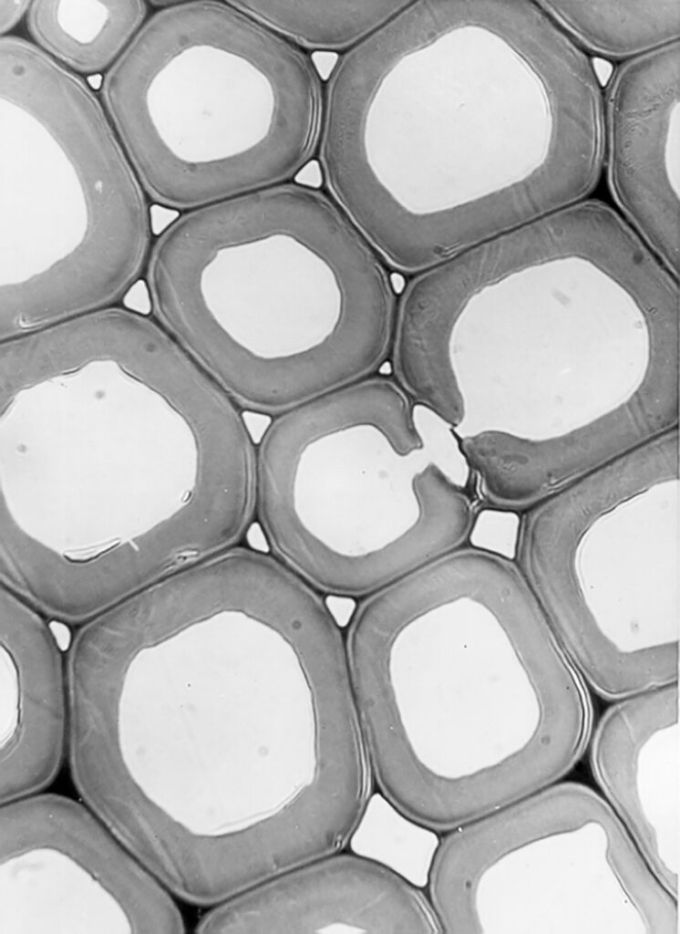Dem Werkstoff Holz ganz nah: Nadelholz Spätholzzelle unter dem Elektronenmikroskop. Foto: Dr. Gerald Koch, BFH Hamburg
