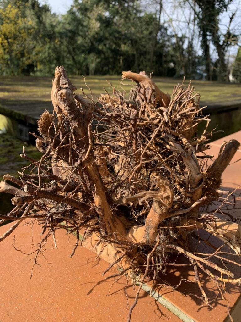 Ein struppiger Wurzelballen auf einer steinernen Balkonbrüstung. Daraus formt Drechsler Kai Köthe später eine Kugel.