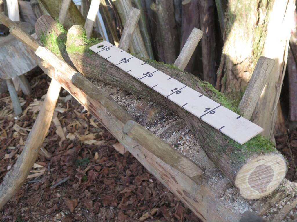Baumstamm mit Moos liegt in einer Holzsägehalterung, darauf ein Maßbrett mit Zahlen von 0 bis 50.