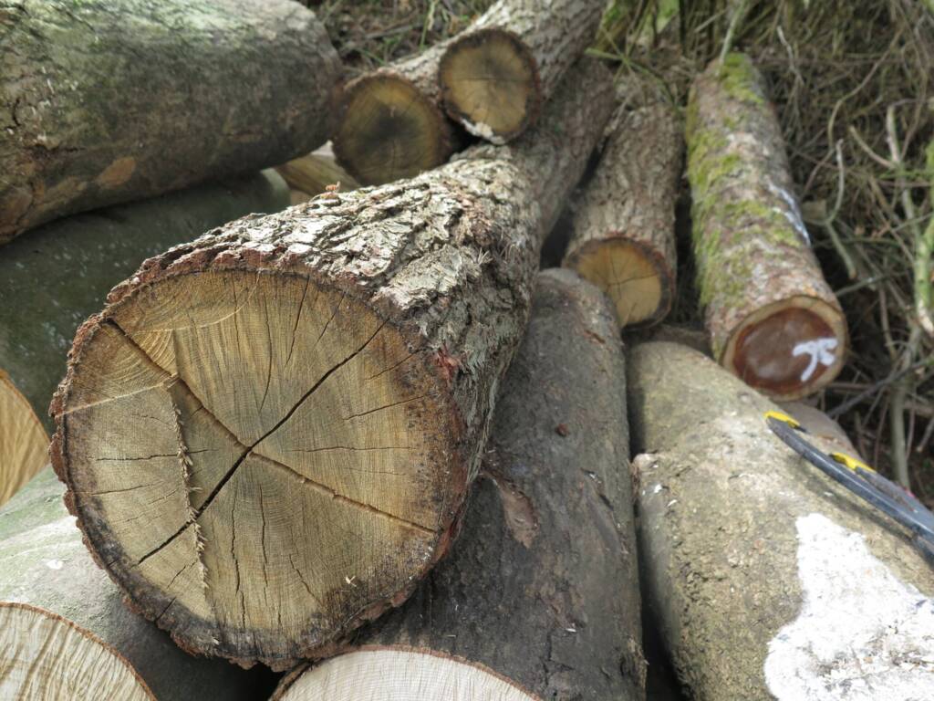 Gestapelte Baumstämme mit sichtbaren Jahresringen und Rinde im Waldgelände.