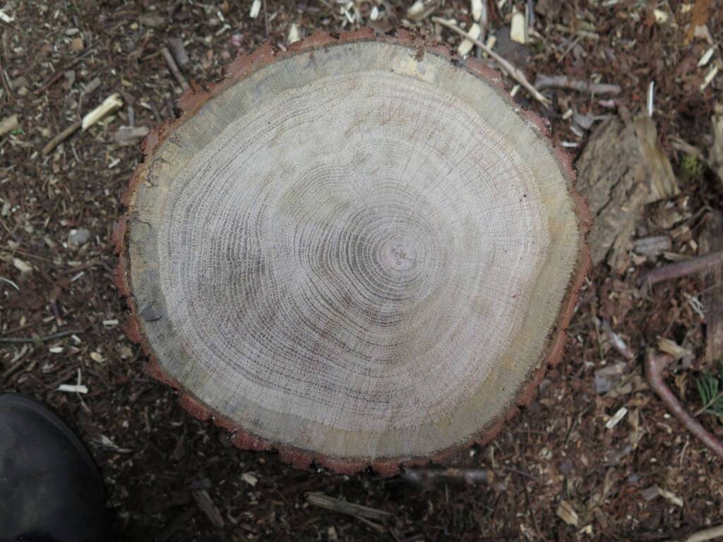 Querschnitt eines Baumstamms mit deutlich sichtbaren Jahresringen auf Waldboden.