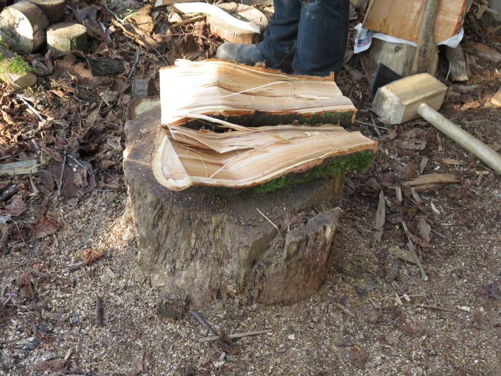Frisch gespaltene Holzstücke liegen auf einem Baumstumpf, umgeben von Spänen und Laub